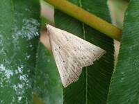 Macrochilo louisiana