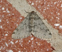 Phigalia denticulata