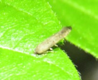 Perimede unidentified species