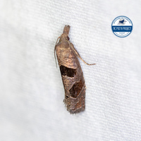 Pelochrista dorsisignatana