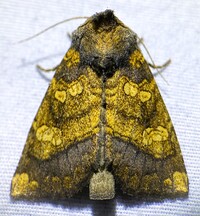 Papaipema cataphracta