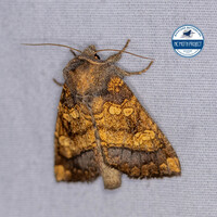 Papaipema cataphracta