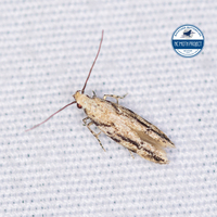 Coleotechnites canusella