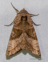 Phlogophora periculosa