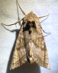 Phlogophora periculosa