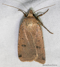 Abagrotis magnicupida