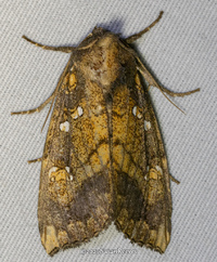 Papaipema unidentified species