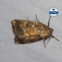 Papaipema unidentified species