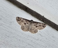 Iridopsis defectaria