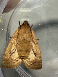 Eupsilia cirripalea