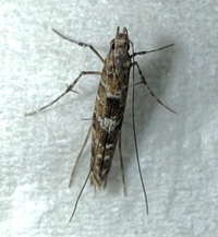 Cryptolectica strigosa