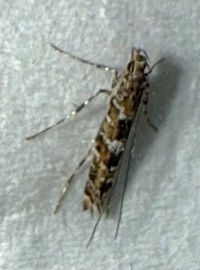 Cryptolectica strigosa