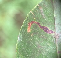 Stigmella prunifoliella