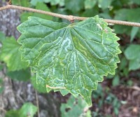 Phyllocnistis vitegenella