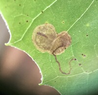 Ectoedemia platanella