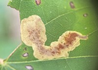 Cameraria saccharella