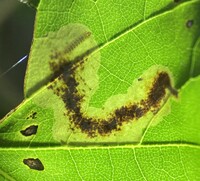 Cameraria saccharella