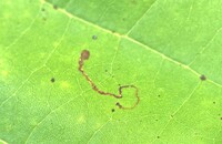 Ectoedemia clemensella