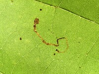 Ectoedemia clemensella