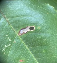 Coptodisca splendoriferella