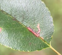 Bucculatrix pomifoliella