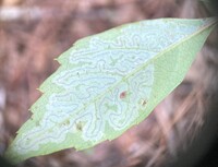 Phyllocnistis ampelopsiella