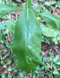 Phyllocnistis insignis