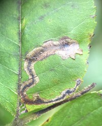 Cameraria caryaefoliella