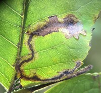 Cameraria caryaefoliella