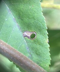 Coptodisca juglandiella