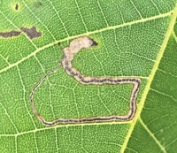 Stigmella juglandifoliella