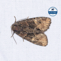 Phosphila turbulenta