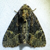 Phosphila turbulenta