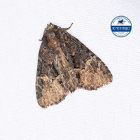 Phosphila turbulenta