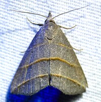 Colobochyla interpuncta