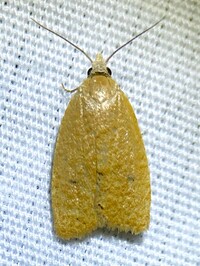 Sparganothoides lentiginosana