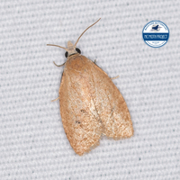 Sparganothoides lentiginosana