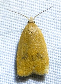 Sparganothoides lentiginosana