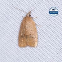 Sparganothoides lentiginosana