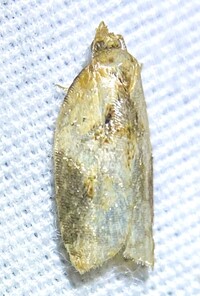 Acleris unidentified species