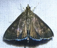 Pyrausta niveicilialis