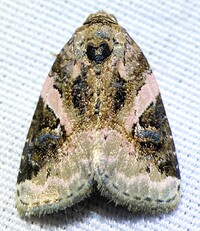 Pseudeustrotia carneola