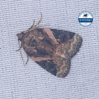 Pseudeustrotia carneola