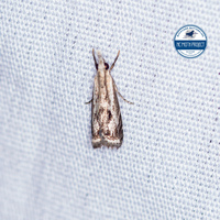 Microcrambus kimballi