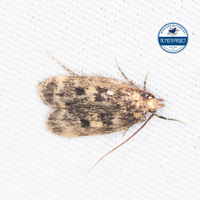 Martyringa latipennis