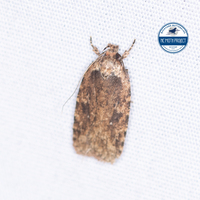 Agonopterix pulvipennella