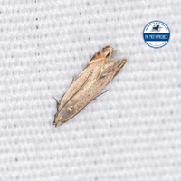 Battaristis nigratomella