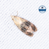 Cochylichroa unidentified species