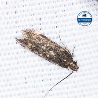 Gelechiidae unidentified species