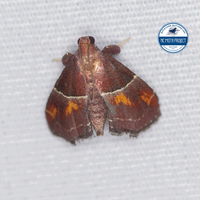 Penthesilea sacculalis